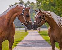 foundation-quarter-horse