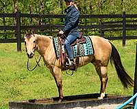 stallion-quarter-horse