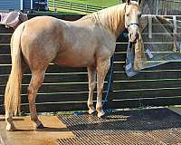 aqha-quarter-horse