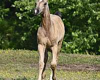 palomino-quarter-horse