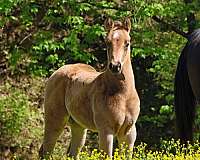 breeding-quarter-horse