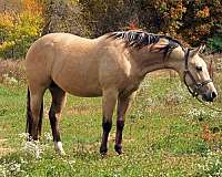 double-dilute-quarter-horse