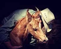 color-producer-quarter-horse