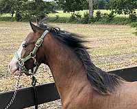 bay-large-white-blaze-pony