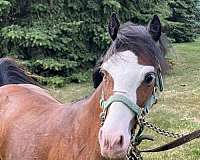 stud-shetland-pony