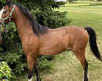michigan-shetland-pony