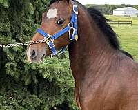 bay-white-star-4-legs-pony