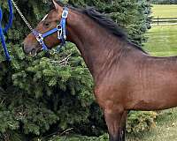 white-star-4-legs-pony