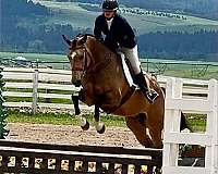 apha-usef-gelding