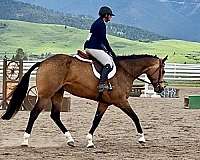 buckskin-paint-gelding