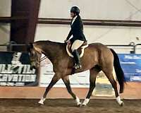 apha-usef-horse