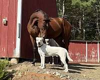 companion-thoroughbred-horse