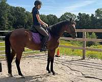 dressage-thoroughbred-horse