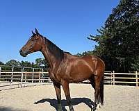 trail-riding-thoroughbred-horse