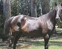 therapy-mare-foal