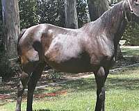 bay-jc-horse