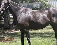 bay-mare-for-sale