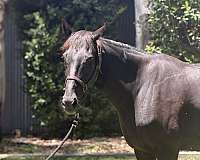 jc-mare