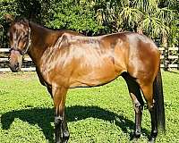 thoroughbred-horse-for-sale