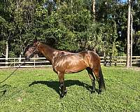 thoroughbred-gelding