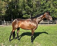 thoroughbred-horse