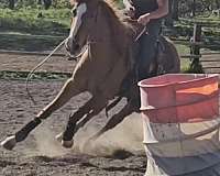 quarter-horse-filly