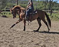 quarter-horse-for-sale