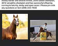 quarter-horse