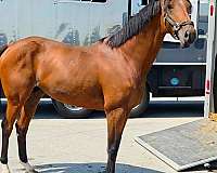 natural-horsemanship-trainin-thoroughbred-horse