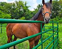 bay-natural-horsemanship-trainin-horse