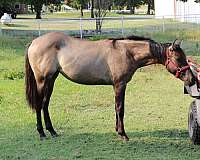 bueno-chex-jaz-ranch-quarter-horse