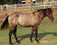 bueno-chex-jaz-ranch-horse