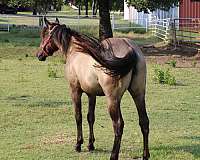 bueno-chex-jaz-ranch-filly