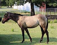 bueno-chex-jaz-ranch-filly-mare