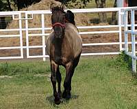 dun-factor-filly-mare