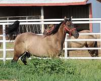 grulla-filly-mare-for-sale