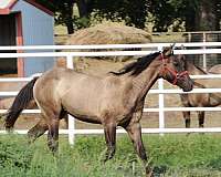 none-horse