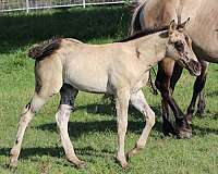 grulla-none-horse