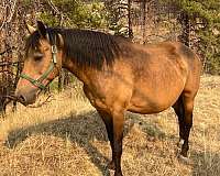 buckskin-star-socks-horse