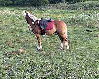 13-hand-morgan-gelding