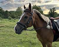 amhr-gelding