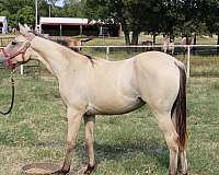 right-hind-pastern-white-carries-cream-dilution-horse