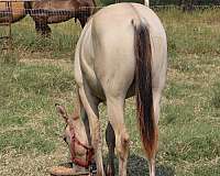 dun-w-blk-points-right-hind-pastern-white-carries-cream-dilution-horse