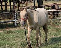 right-hind-pastern-white-carries-cream-dilution