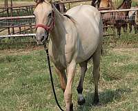 ben-mark-filly