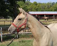 mr-gun-smoke-filly