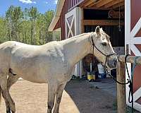 project-mustang-horse