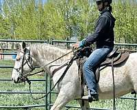 halter-mustang-horse
