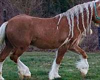 bond-gypsy-vanner-horse