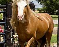 compact-gypsy-vanner-horse